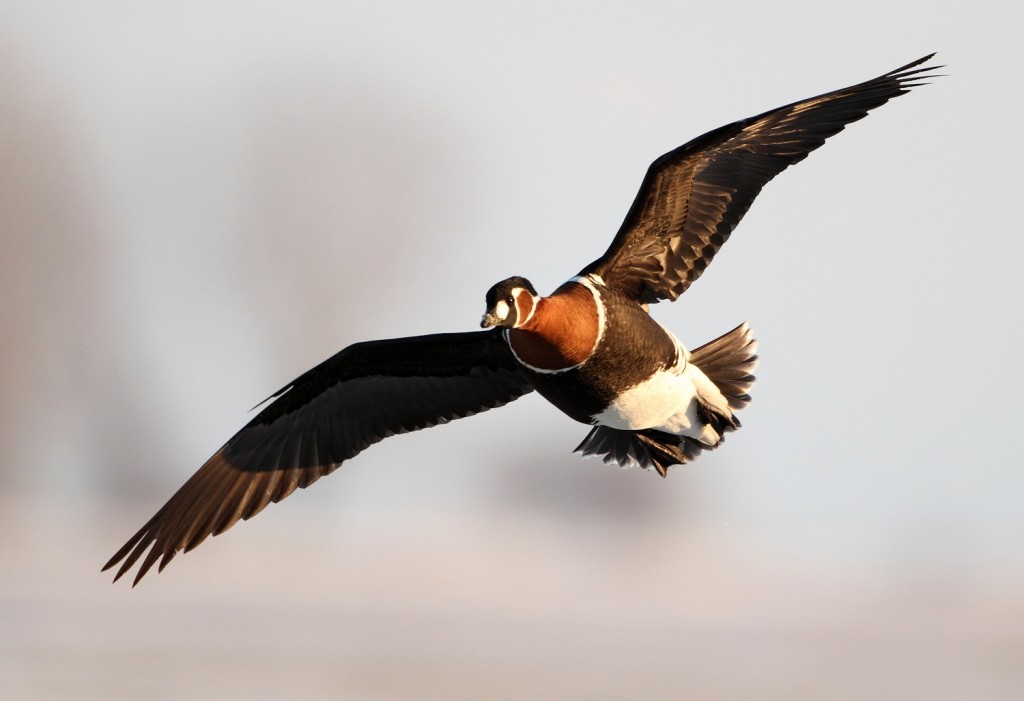 Red-breasted Goose by Mladen Vasilev, http://www.mladvaswildlife.com/