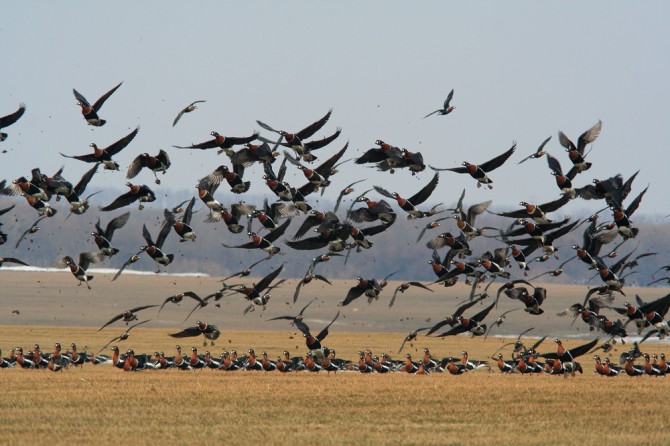 Red-breasted Geese by Chavdar Nikolov